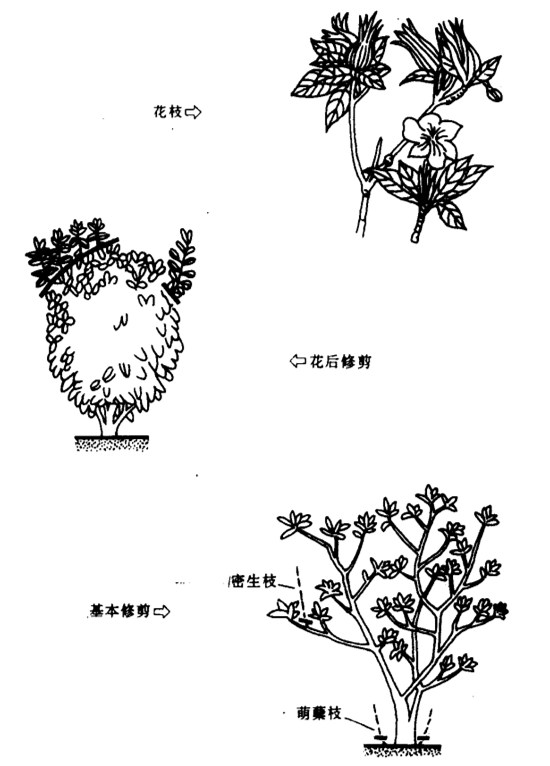 栀子花修剪图片