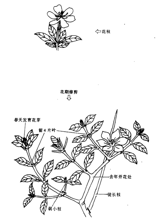 栀子花修剪图片