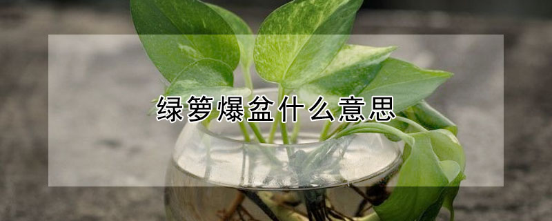 绿箩爆盆什么意思