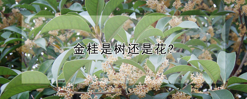 金桂是树还是花?