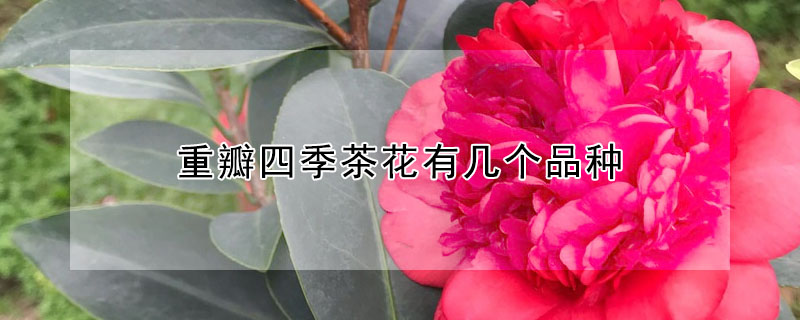 重瓣四季茶花有几个品种