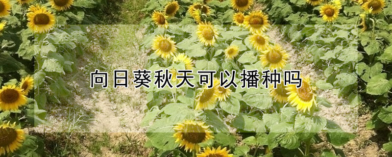 向日葵秋天可以播种吗