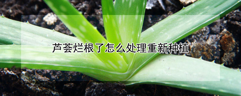 芦荟烂根了怎么处理重新种植