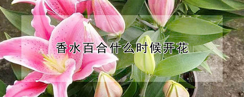 香水百合什么时候开花