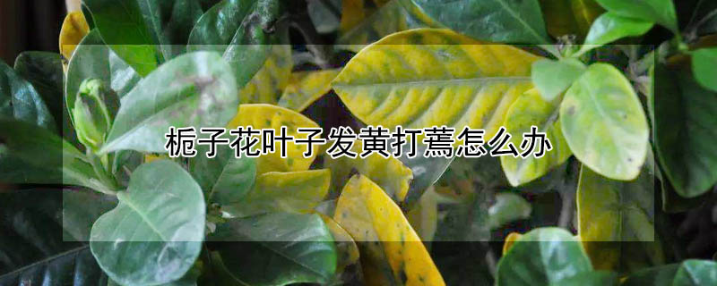 栀子花叶子发黄打蔫怎么办