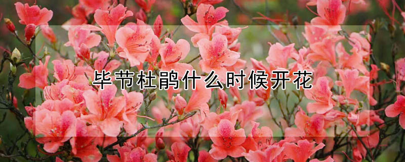 毕节杜鹃什么时候开花