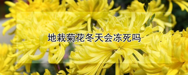 地栽菊花冬天会冻死吗