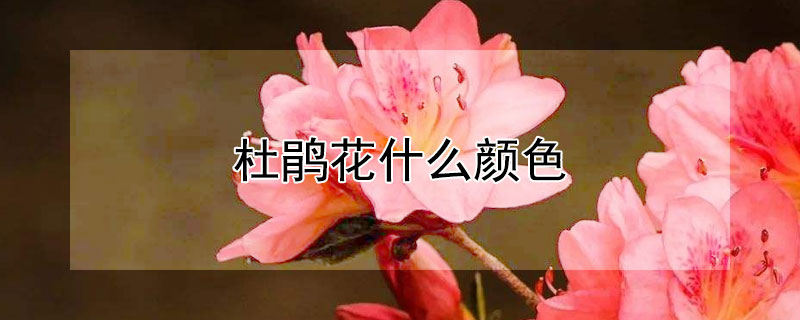 杜鹃花什么颜色