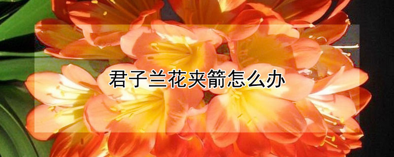 君子兰花夹箭怎么办