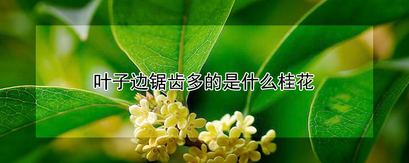 叶子边锯齿多的是什么桂花