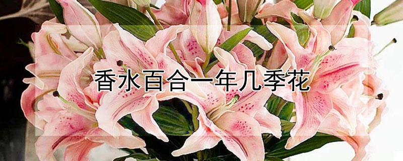 香水百合一年几季花