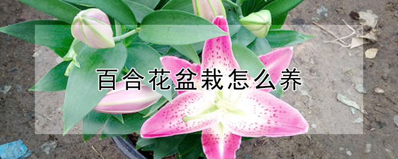 百合花盆栽怎么养