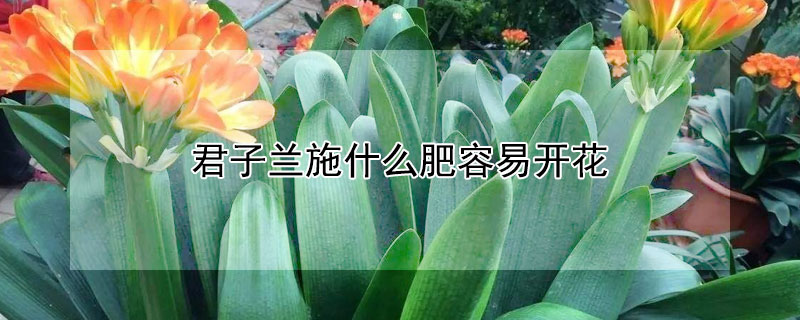 君子兰施什么肥容易开花