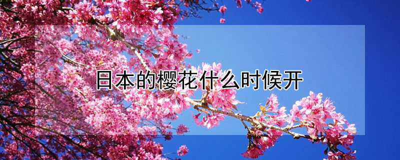 晚樱花什么时候开花的