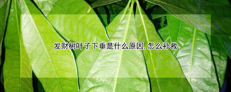 发财树叶子下垂是什么原因,怎么补救