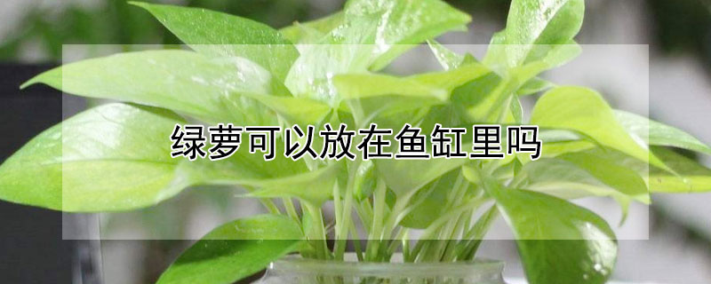 绿萝可以放在鱼缸里吗