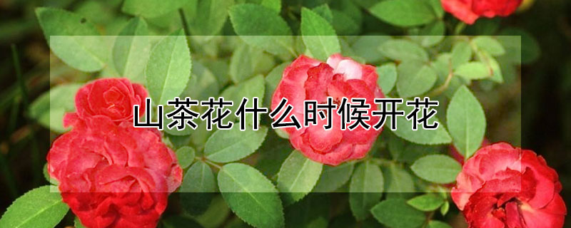 山茶花什么时候开花