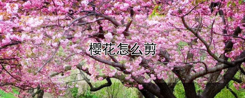 樱花怎么剪