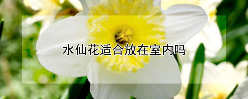 水仙花适合放在室内吗