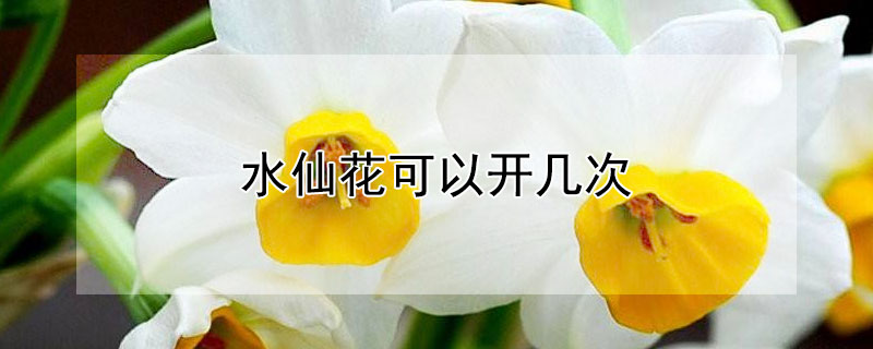 水仙花可以开几次