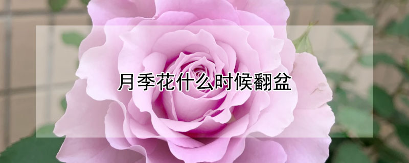 月季花什么时候翻盆