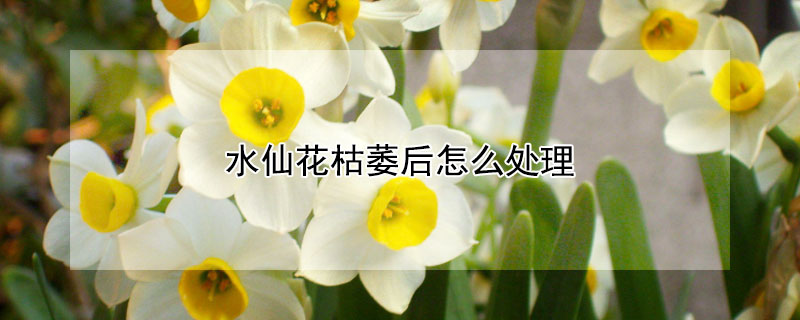 水仙花枯萎后怎么处理