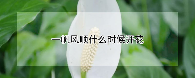 一帆风顺什么时候开花