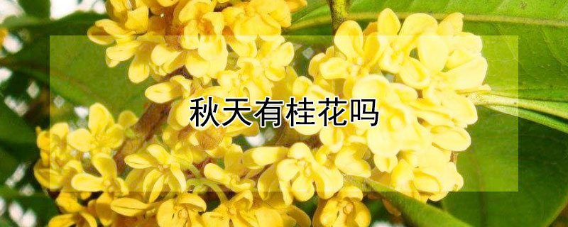 秋天有桂花吗