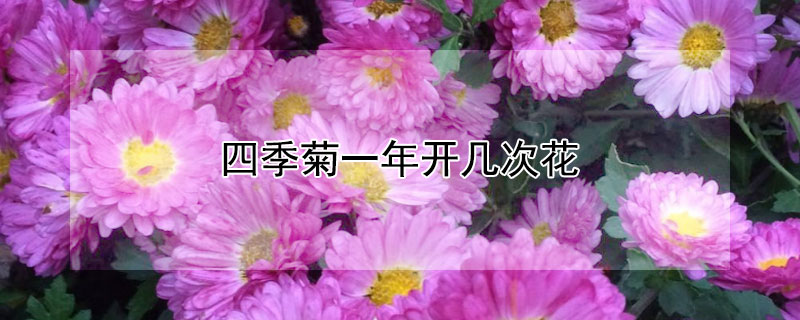 四季菊一年开几次花