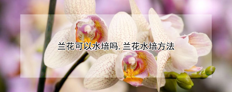 兰花可以水培吗,兰花水培方法