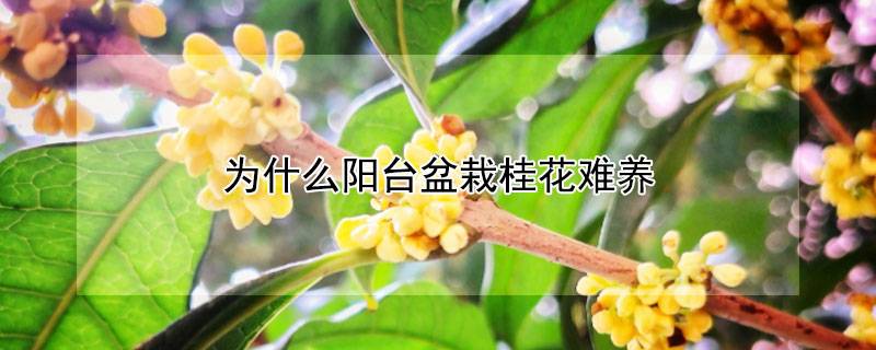 为什么阳台盆栽桂花难养