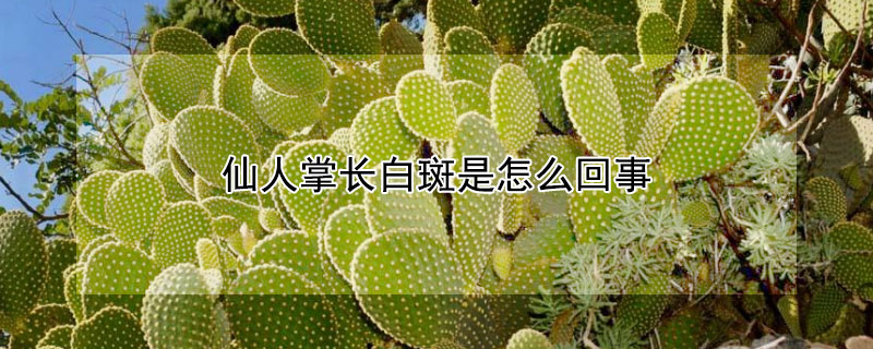 仙人掌长白斑是怎么回事