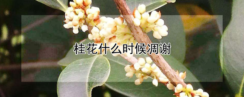 桂花什么时候凋谢