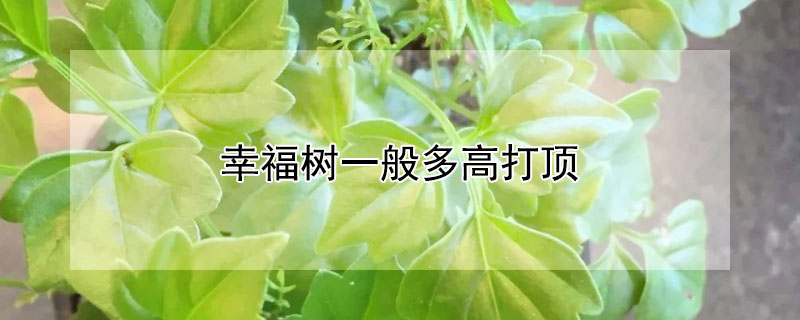 幸福树一般多高打顶