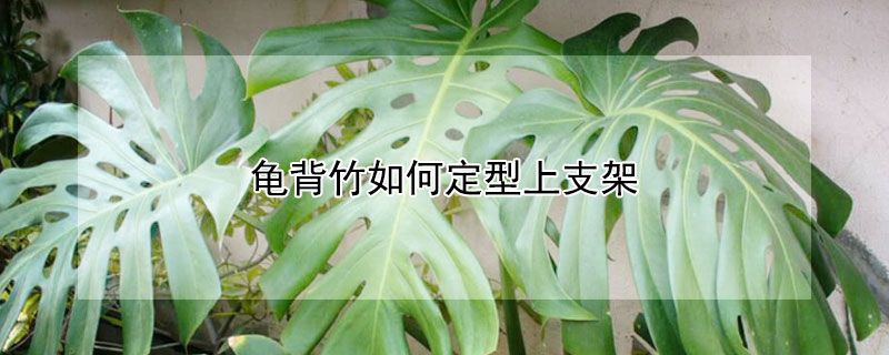 龟背竹如何定型上支架