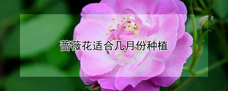 蔷薇花适合几月份种植