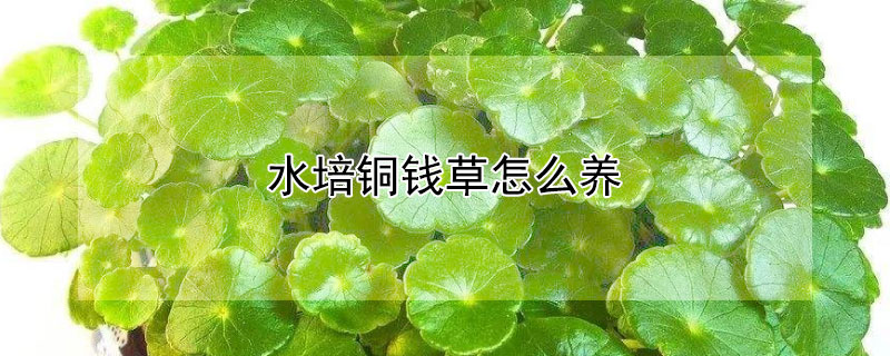 水培铜钱草怎么养