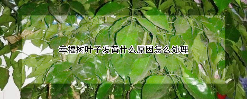 幸福树叶子发黄什么原因怎么处理