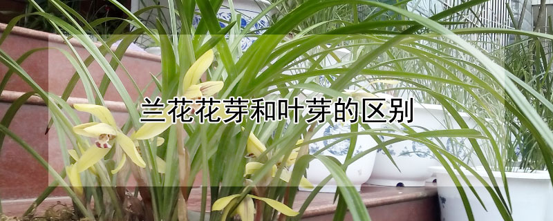 兰花花芽和叶芽的区别