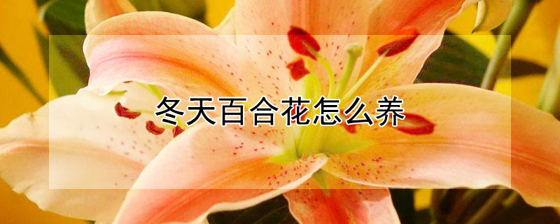 冬天百合花怎么养