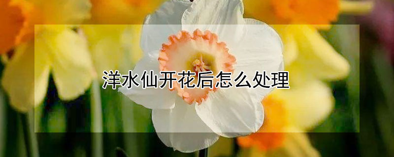 洋水仙开花后怎么处理 农村致富经