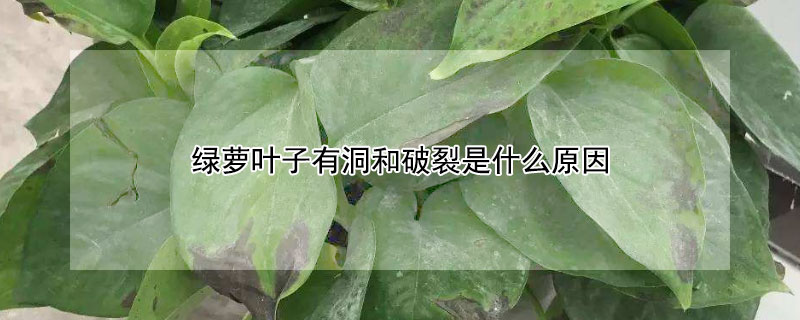 绿萝叶子有洞和破裂是什么原因