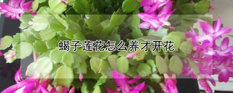 蝎子莲花怎么养才开花