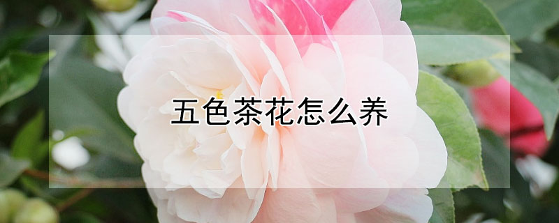 五色茶花怎么养