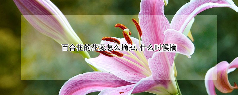 百合花的花蕊怎么摘掉,什么时候摘