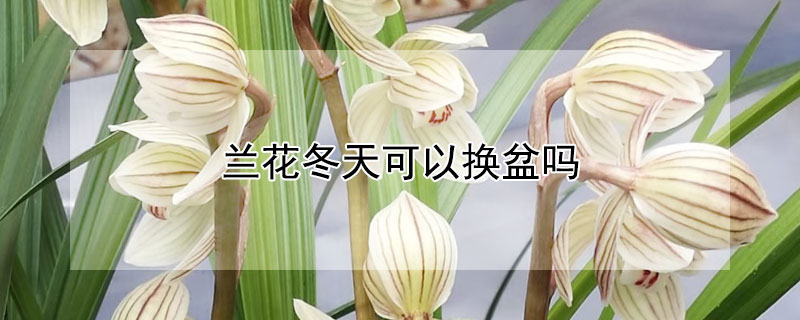 兰花冬天可以换盆吗