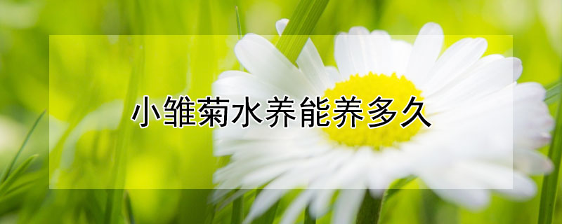 小雏菊水养能养多久