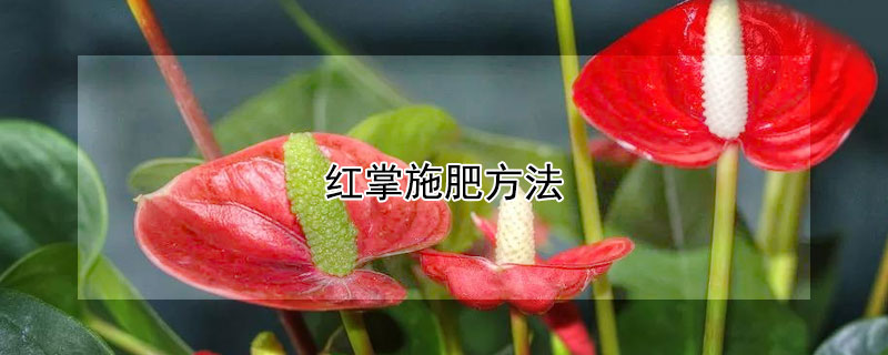 红掌施肥方法