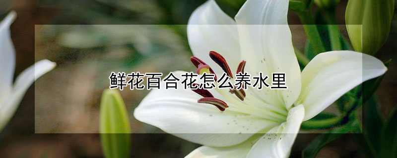 鲜花百合花怎么养水里