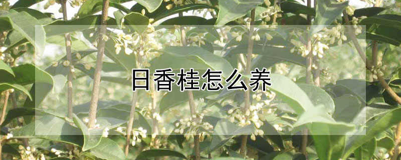 日香桂怎么养